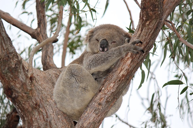 koala na strome
